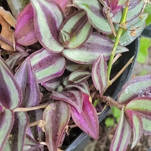 Tradescantia Zebrina Cuttings – 10-Pack Wandering Jew Live Houseplant – Indoor/Outdoor - Image 1