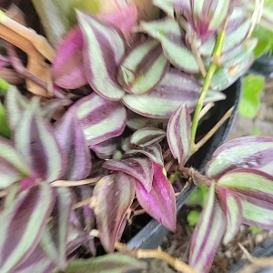 Tradescantia Zebrina Cuttings – 10-Pack Wandering Jew Live Houseplant – Indoor/Outdoor - Image 2