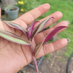 Tradescantia Zebrina Cuttings – 10-Pack Wandering Jew Live Houseplant – Indoor/Outdoor - Image 3