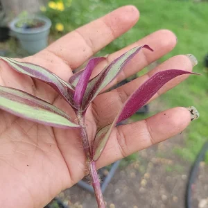 Tradescantia Zebrina Cuttings – 10-Pack Wandering Jew Live Houseplant – Indoor/Outdoor - Image 4