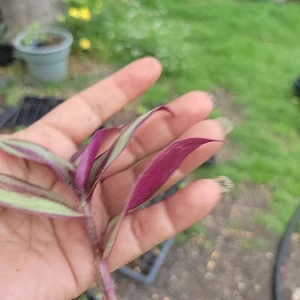 Tradescantia Zebrina Cuttings – 10-Pack Wandering Jew Live Houseplant – Indoor/Outdoor - Image 5