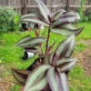 Tradescantia Zebrina Wandering Jew Live Plant – 3 Inch Pot – Indoor Houseplant - Image 1