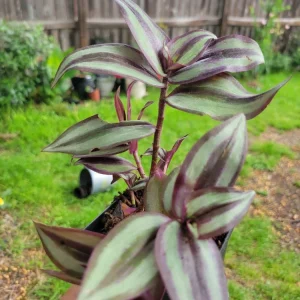 Tradescantia Zebrina Wandering Jew Live Plant – 3 Inch Pot – Indoor Houseplant - Image 1