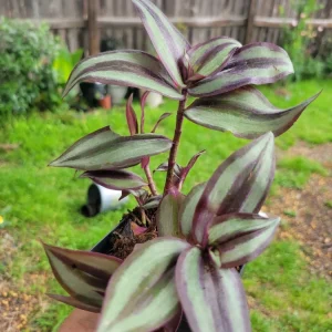 Tradescantia Zebrina Wandering Jew Live Plant – 3 Inch Pot – Indoor Houseplant - Image 2