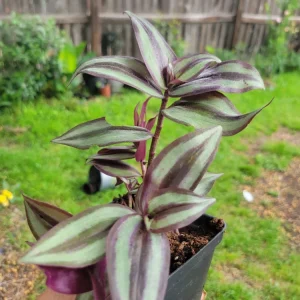 Tradescantia Zebrina Wandering Jew Live Plant – 3 Inch Pot – Indoor Houseplant - Image 3