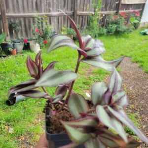 Tradescantia Zebrina Wandering Jew Live Plant – 3 Inch Pot – Indoor Houseplant - Image 4