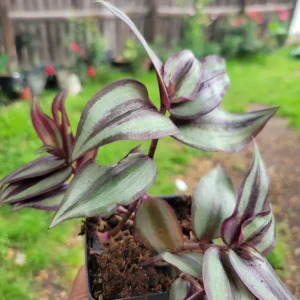 Tradescantia Zebrina Wandering Jew Live Plant – 3 Inch Pot – Indoor Houseplant - Image 5