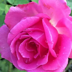 True Sincerity Floribunda Rose Bush Live Plant – Multicolored Yellow Pink Red – 1-2 ft Tall Outdoor - Image 4