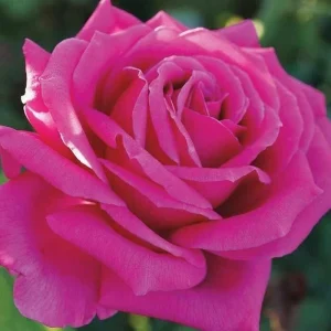 True Sincerity Floribunda Rose Bush Live Plant – Multicolored Yellow Pink Red – 1-2 ft Tall Outdoor - Image 6
