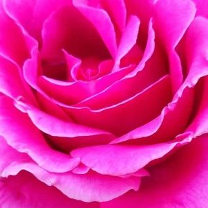 True Sincerity Floribunda Rose Bush Live Plant – Multicolored Yellow Pink Red – 1-2 ft Tall Outdoor - Image 7