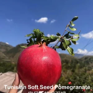 Tunisian Soft Seed Pomegranate Tree - Grafted Live Plant - Sweet Fruit, Easy Grow - Image 2