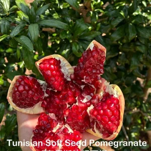 Tunisian Soft Seed Pomegranate Tree - Grafted Live Plant - Sweet Fruit, Easy Grow - Image 3