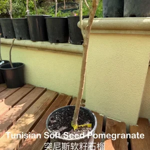 Tunisian Soft Seed Pomegranate Tree - Grafted Live Plant - Sweet Fruit, Easy Grow - Image 6