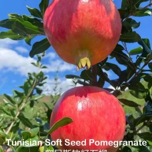 Tunisian Soft Seed Pomegranate Tree - Grafted Live Plant - Sweet Fruit, Easy Grow - Image 1