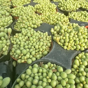 Tylecodon Schaeferianus Miniature Succulent Live Plant - Rare Dragon Egg Plant in 2 inch Pot - Image 2