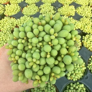 Tylecodon Schaeferianus Miniature Succulent Live Plant - Rare Dragon Egg Plant in 2 inch Pot - Image 3