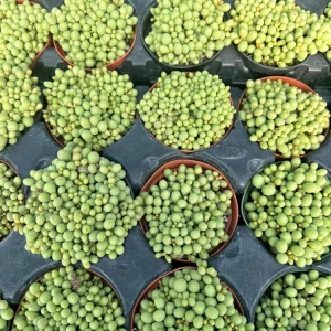 Tylecodon Schaeferianus Miniature Succulent Live Plant - Rare Dragon Egg Plant in 2 inch Pot - Image 4
