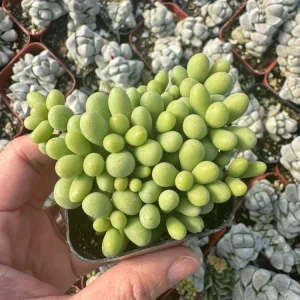Tylecodon Schaeferianus Miniature Succulent Live Plant - Rare Dragon Egg Plant in 2 inch Pot - Image 5