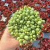 Tylecodon Schaeferianus Miniature Succulent Live Plant - Rare Dragon Egg Plant in 2 inch Pot - Image 1