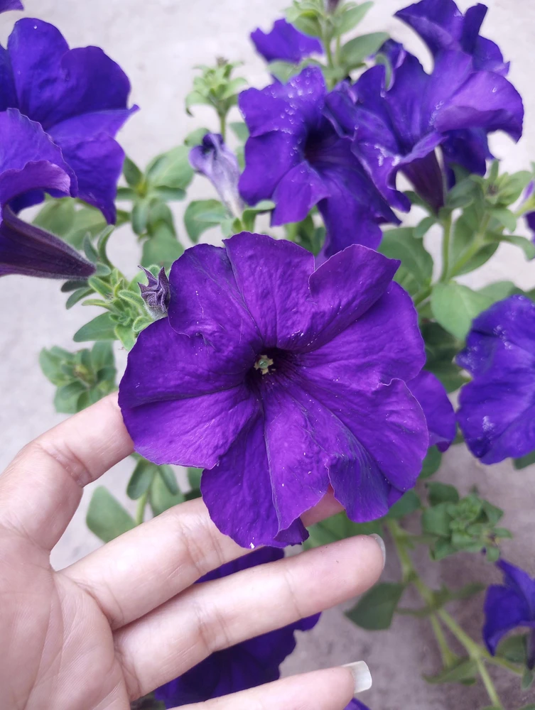 Ultra Petunia Live Plant – Vibrant 4-Inch Potted Flowering Plant – Outdoor - Image 2