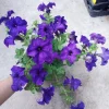 Ultra Petunia Live Plant – Vibrant 4-Inch Potted Flowering Plant – Outdoor - Image 1