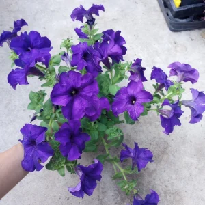 Ultra Petunia Live Plant – Vibrant 4-Inch Potted Flowering Plant – Outdoor - Image 1