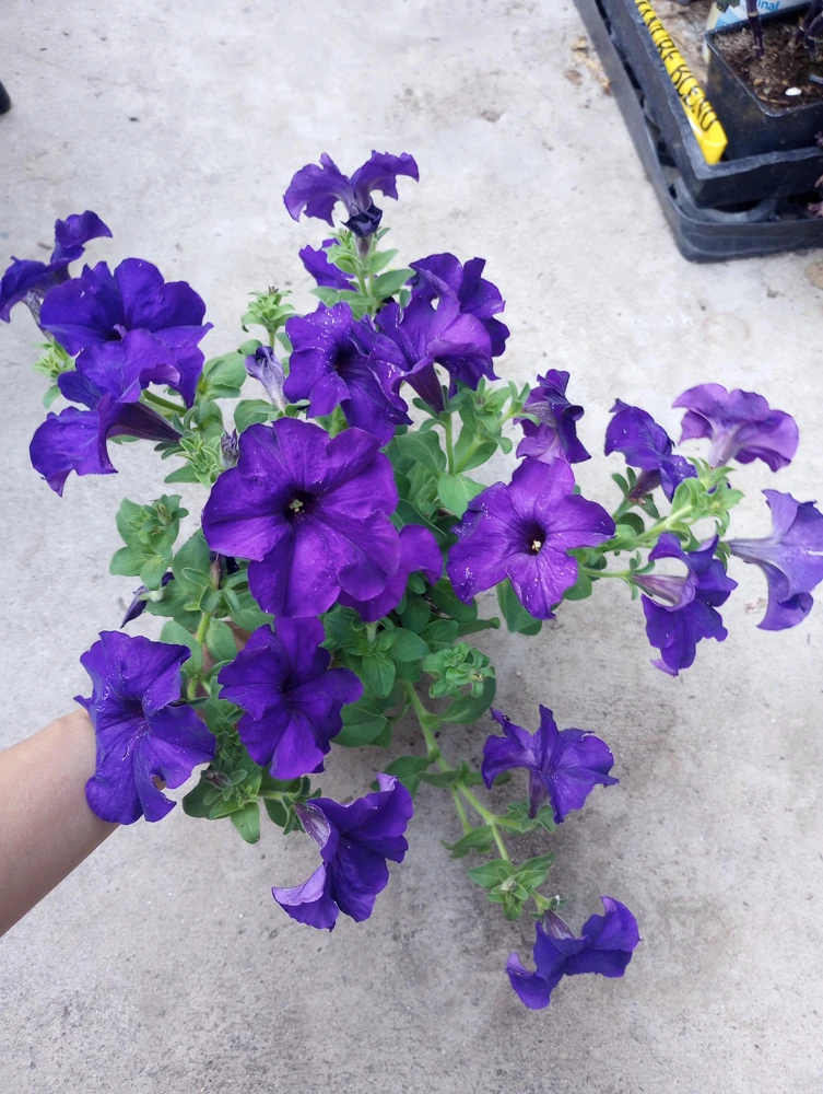 Ultra Petunia Live Plant – Vibrant 4-Inch Potted Flowering Plant – Outdoor - Image 1