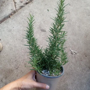 Upright Rosemary Live Plant 6 Inch Pot - Fragrant Culinary Herb for Garden - Image 2