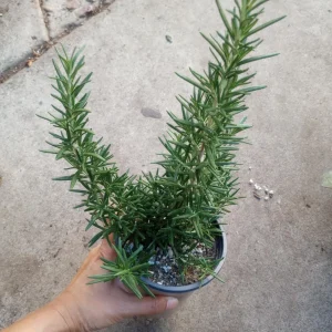 Upright Rosemary Live Plant 6 Inch Pot - Fragrant Culinary Herb for Garden - Image 1