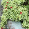 Variegated Aptenia Cordifolia Live Plant - Red Apple Ice Plant Ground Cover 4" Pot - Image 1