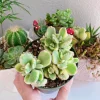 Variegated Bear Paw Succulent Live Plant - Cotyledon Tomentosa, 4 inch Pot - Image 1