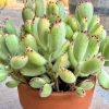 Variegated Bear Paw Succulent Live Plant - Cotyledon Tomentosa - 2 Inch Pot - Image 1