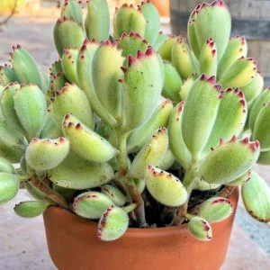 Variegated Bear Paw Succulent Live Plant - Cotyledon Tomentosa - 2 Inch Pot - Image 1