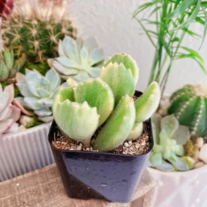 Variegated Bear Paw Succulent Live Plant - Cotyledon Tomentosa - 2 Inch Pot - Image 7