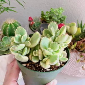 Variegated Bear Paw Succulent Live Plant - Cotyledon Tomentosa, 4 inch Pot - Image 7