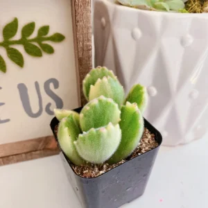 Variegated Bear Paw Succulent Live Plant - Cotyledon Tomentosa - 2 Inch Pot - Image 9
