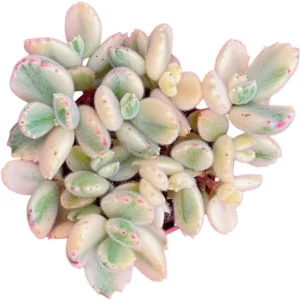 Variegated Bear's Paw Succulent Live Plant - Cotyledon Tomentosa 4" Pot - Image 2