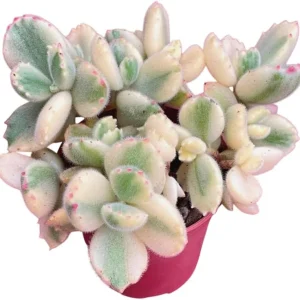 Variegated Bear's Paw Succulent Live Plant - Cotyledon Tomentosa - 2 inch Pot - Image 2
