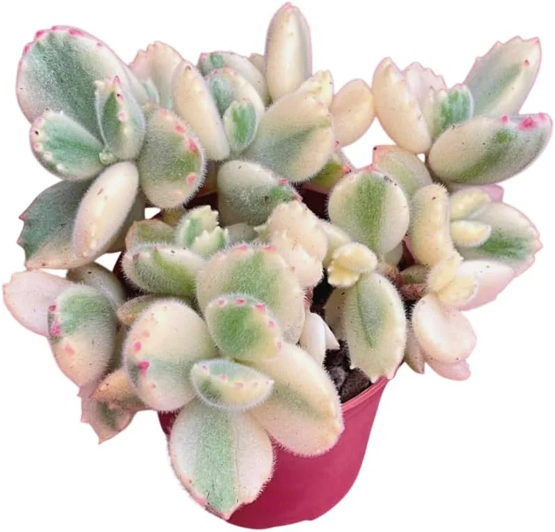 Variegated Bear's Paw Succulent Live Plant - Cotyledon Tomentosa - 2 inch Pot - Image 2