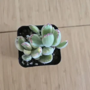 Variegated Bear's Paw Succulent Live Plant - Cotyledon Tomentosa - 2 inch Pot - Image 3