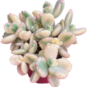 Variegated Bear's Paw Succulent Live Plant - Cotyledon Tomentosa 4