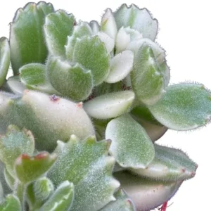 Variegated Bear's Paw Succulent Live Plant - Cotyledon Tomentosa - 2 inch Pot - Image 4
