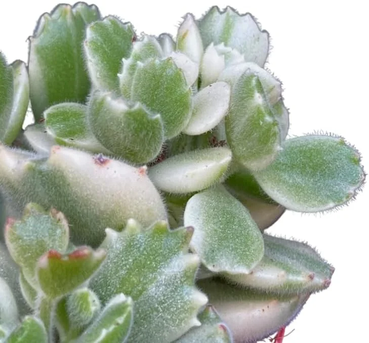 Variegated Bear's Paw Succulent Live Plant - Cotyledon Tomentosa - 2 inch Pot - Image 4