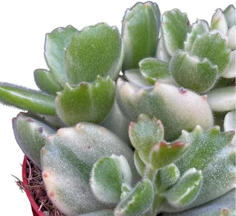 Variegated Bear's Paw Succulent Live Plant - Cotyledon Tomentosa - 2 inch Pot - Image 5
