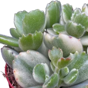 Variegated Bear's Paw Succulent Live Plant - Cotyledon Tomentosa 4