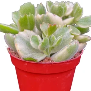 Variegated Bear's Paw Succulent Live Plant - Cotyledon Tomentosa - 2 inch Pot - Image 6