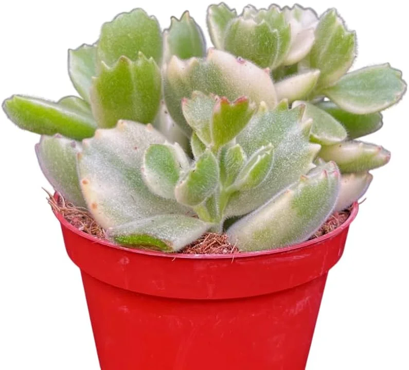 Variegated Bear's Paw Succulent Live Plant - Cotyledon Tomentosa - 2 inch Pot - Image 6
