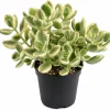 Variegated Bear's Paw Succulent Live Plant - Cotyledon Tomentosa 4" Pot - Image 1
