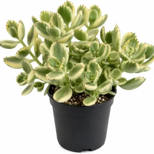 Variegated Bear's Paw Succulent Live Plant - Cotyledon Tomentosa 4" Pot - Image 1