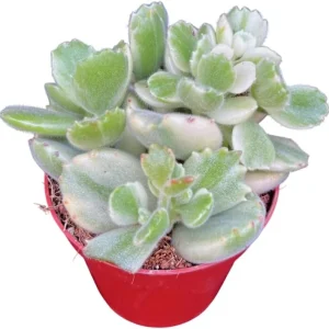 Variegated Bear's Paw Succulent Live Plant - Cotyledon Tomentosa - 2 inch Pot - Image 1
